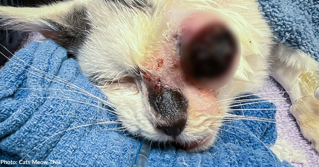 Kitten Near Death Found Under Abandoned Home Rushed to Animal Clinic