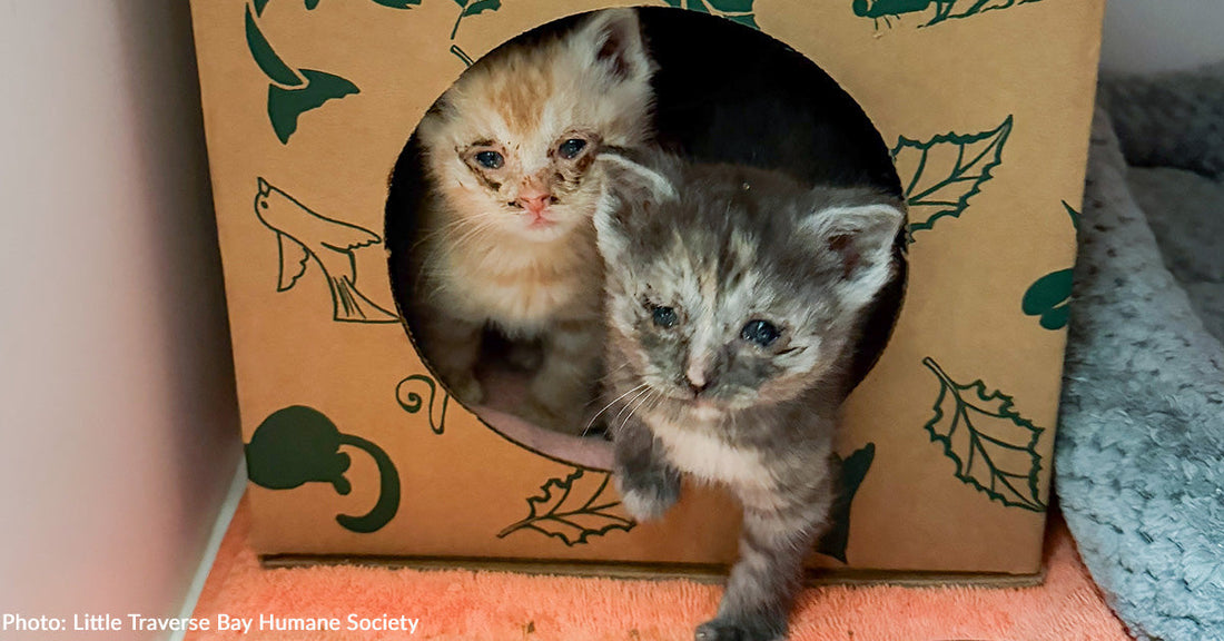 17 Cats & Dogs Rescued from Suspected Hoarding Case in Michigan Need Urgent Medical Care