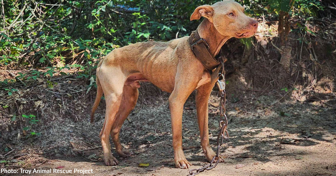 emaciated tan dog with heavy collar and chain around neck