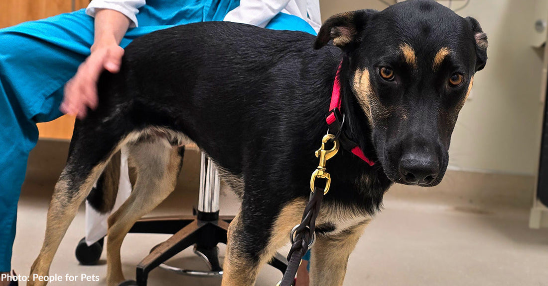 Young Shelter Dog Unable to Run and Play Without Pain Finally Gets Surgery He Needs