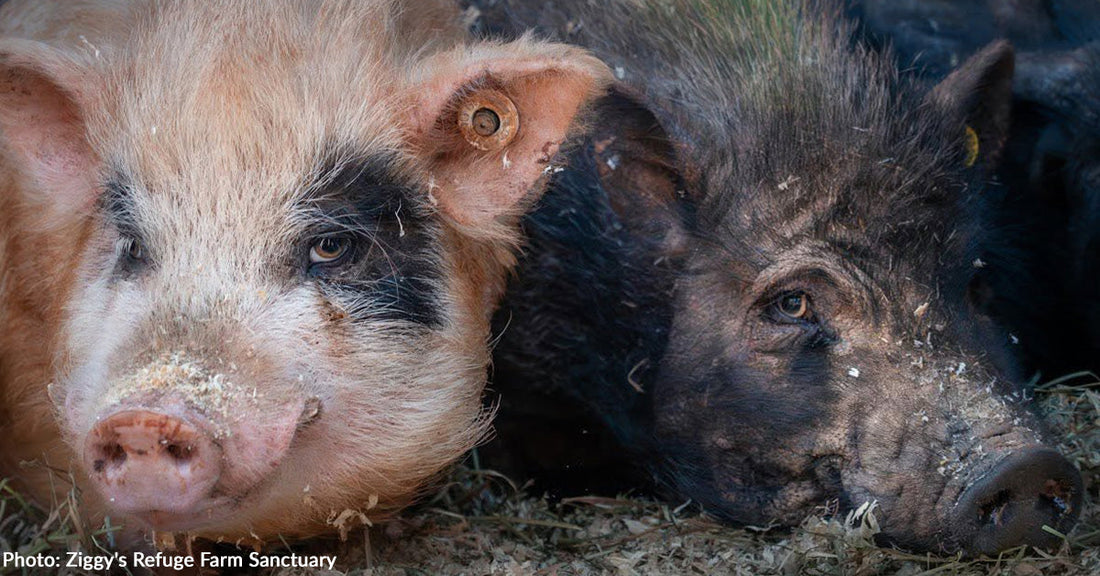 Rescued from Squalor: More Than 160 Pigs Get a Chance to Heal