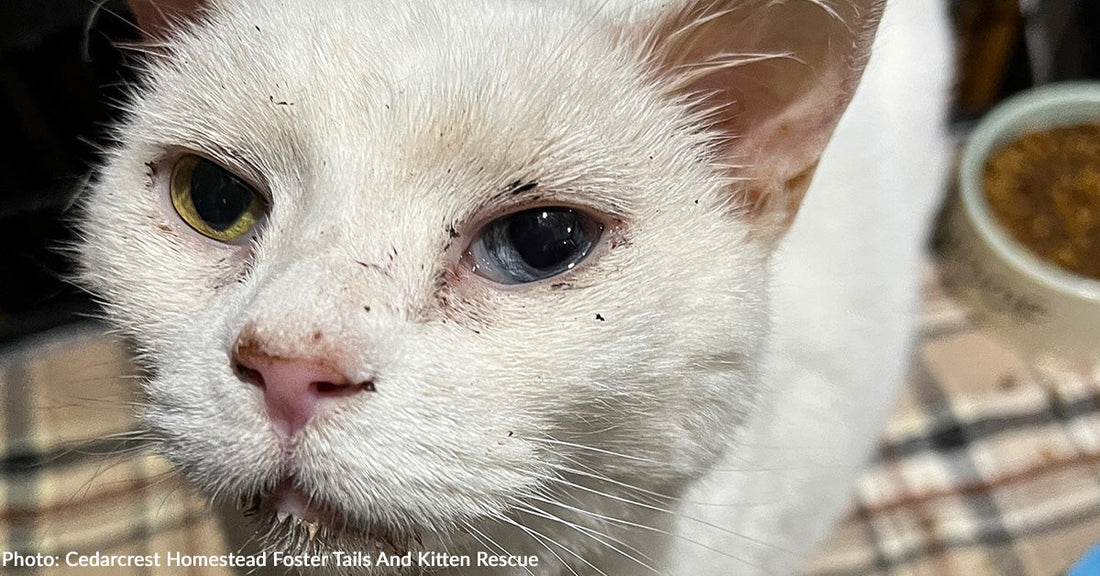 Surrendered Senior Cat Struggling to Breathe Gets Care She Needs to Survive
