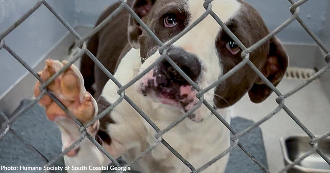 Emergency Flight to Freedom Headed to Georgia to Save Shelter Pets Amid Wildfires