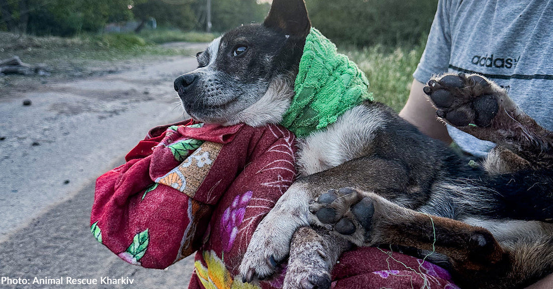 Russia Launches Largest Aerial Attack on Ukraine Since War Began