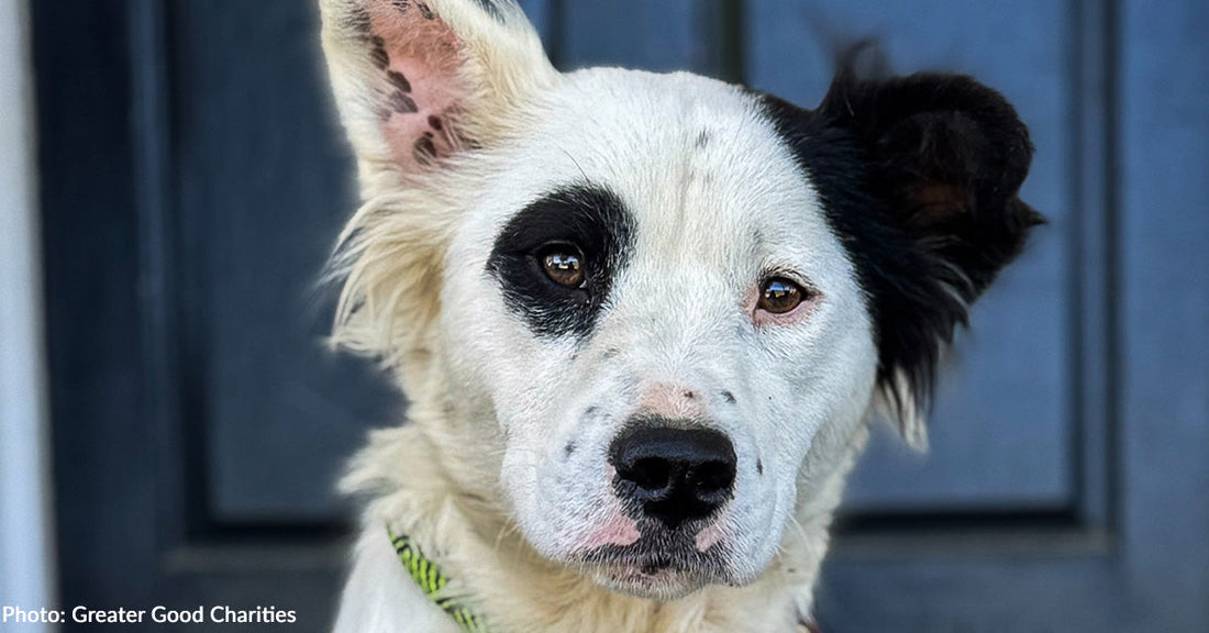 Heartworm-Positive Shelter Dog Saved on Flight to Freedom Finds Forever Home