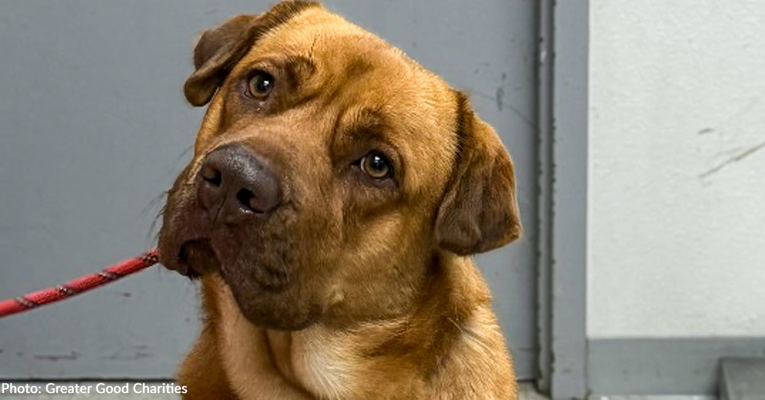 large brown dog looking curiously at camera