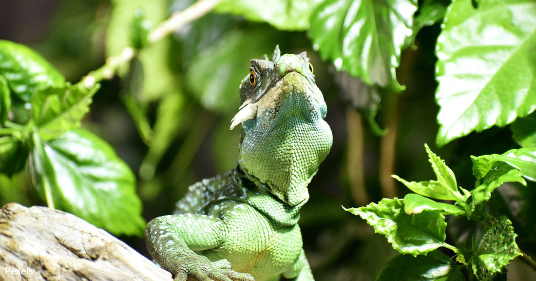 Wild Iguanas Once Trekked 5000 Miles To Wind Up On This Island Paradise