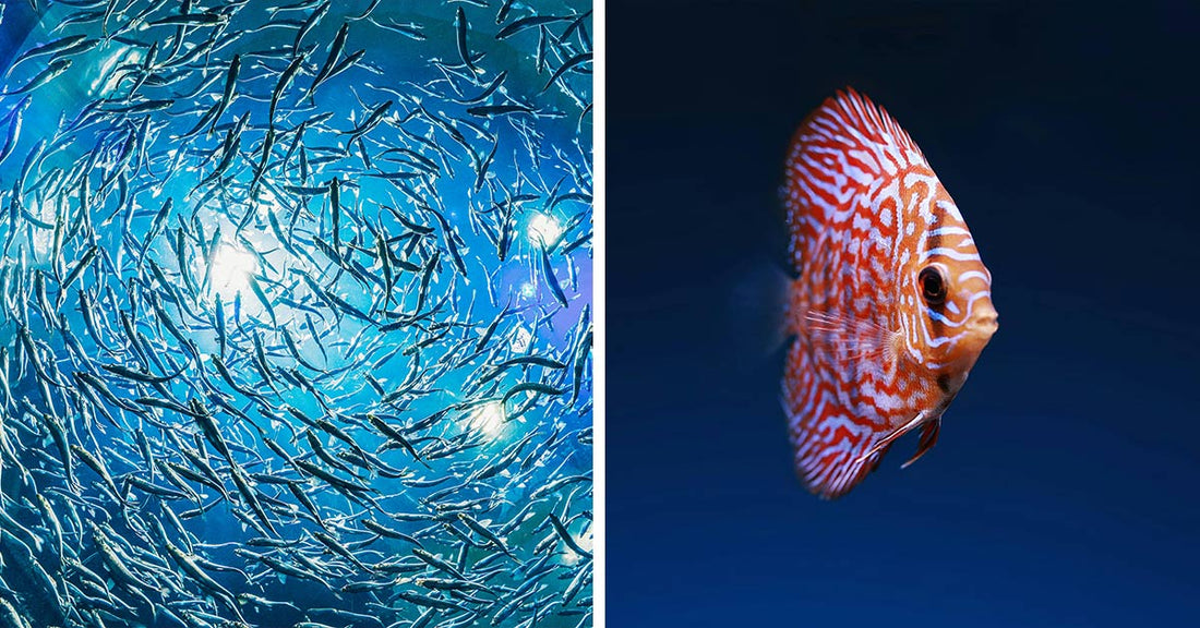 Scientists Reveal Fish Endure Minutes of Excruciating Pain When Caught