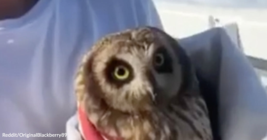 A close-up of an owl being gently held during a rescue, with its wide eyes looking toward the camera.