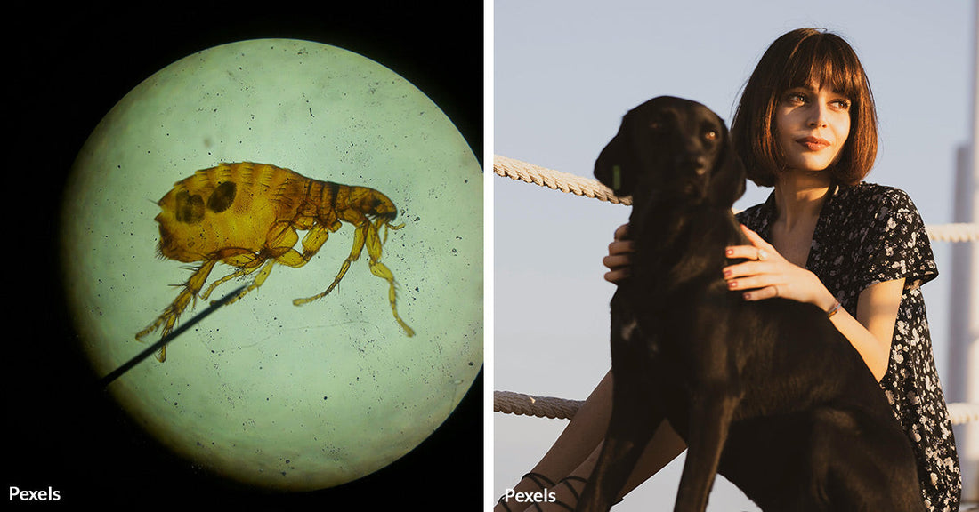 Pet Flea Treatments Are Killing Songbirds, Forcing Avian Parents Unknowingly Poison Their Own Chicks