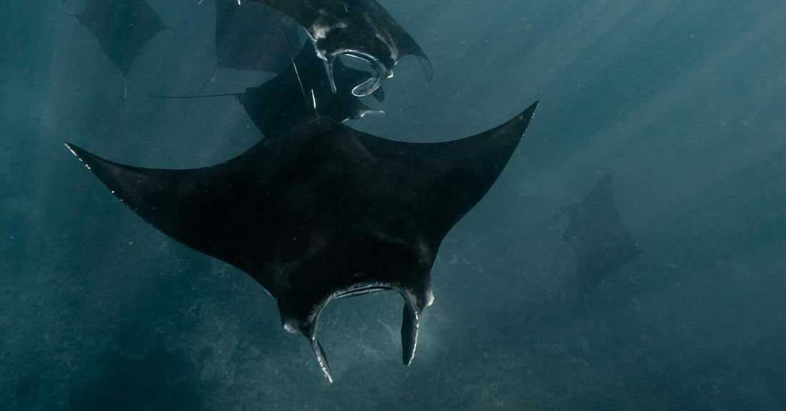 SeaWorld’s Supplier Rips Endangered Giant From Wild Waters