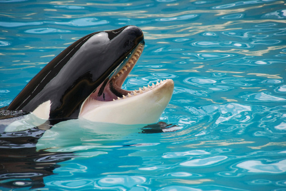 Activists Fight to Free Latin America’s Last Captive Orca After Decades of Isolation