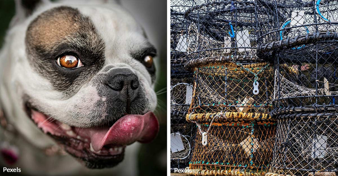 Community in Shock as Beloved French Bulldogs Abducted