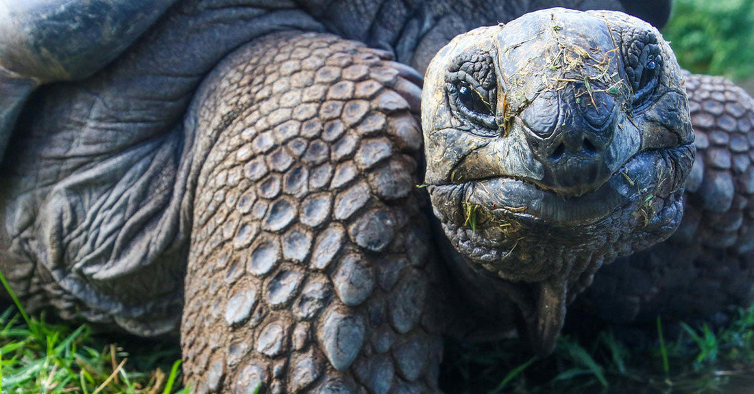 Detailed close-up of a tortoise’s face and textured front leg resting on grass, bits of vegetation on its mouth.