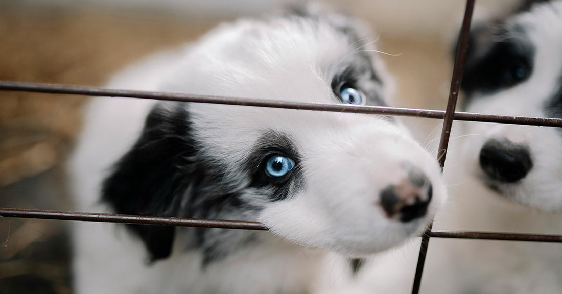 Georgia Shuts Down Roadside Pet Sales to Fight Cruel Breeding