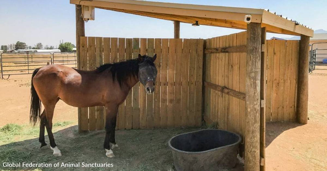 Rescued Horses Have Relief From the Heat, Thanks to You