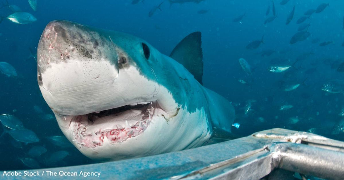 Giant Great White Shark Tagged, You Can Watch His Movements Online
