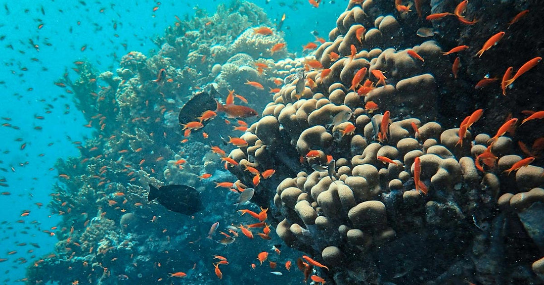 GoPro Left Underwater Captures Rare Seal and Whale Songs