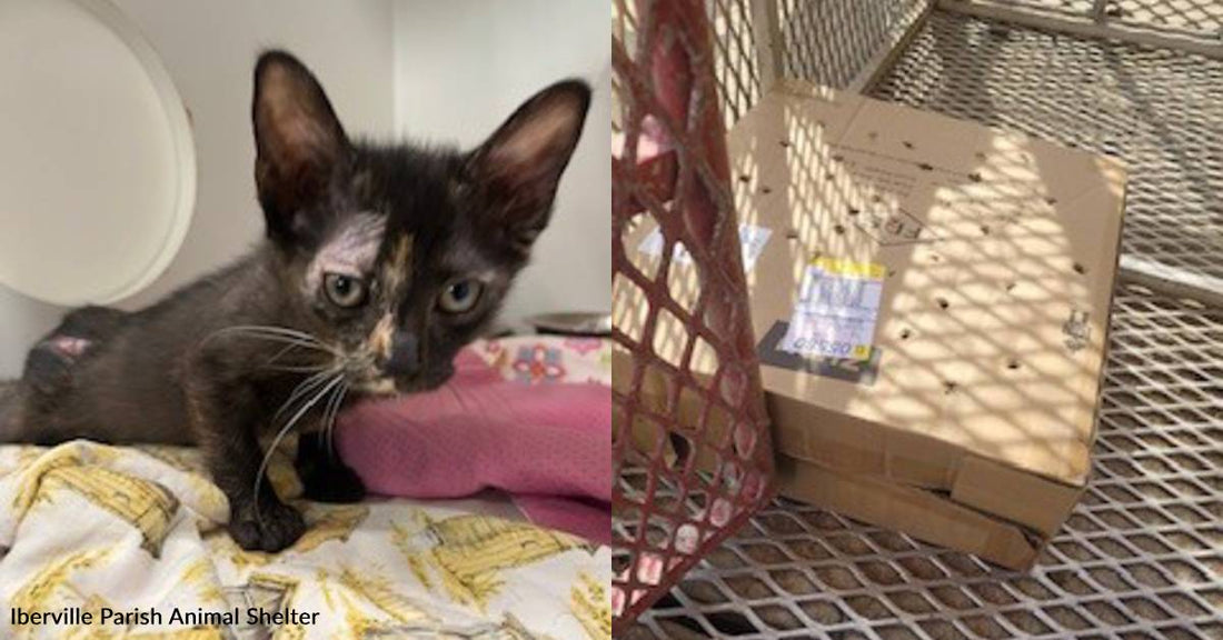Two Orphaned Kittens - One Found in a Box - Are Thriving, Thanks to You