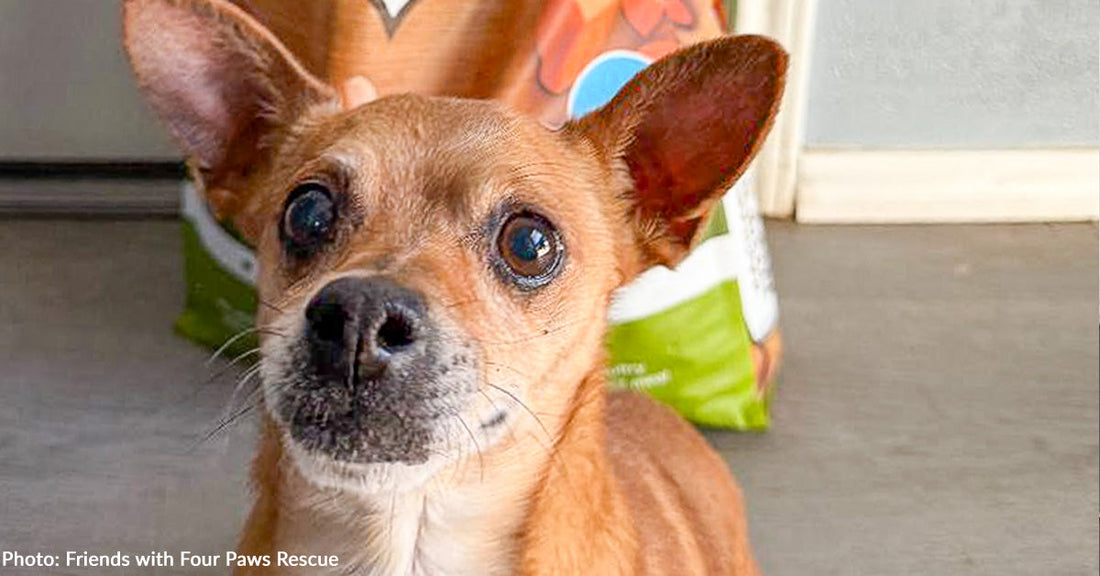 Partially Paralyzed Shelter Dog Suffering from Heartworm Disease Finally Gets Care He Needs