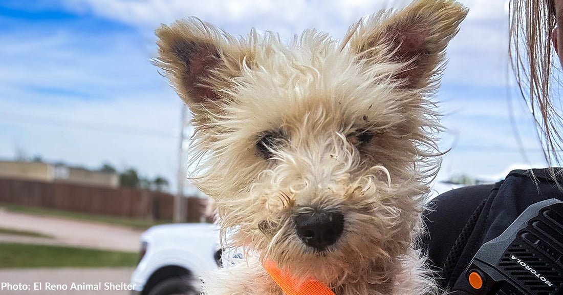 Starving Dog Searching for Food for Weeks Finally Has Full Belly, Thanks to You