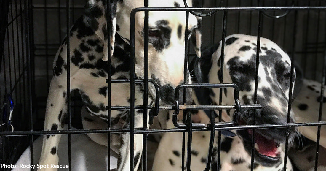 Traumatized Dalmatians Rescued from Puppy Mill Transform After Finally Experiencing Love