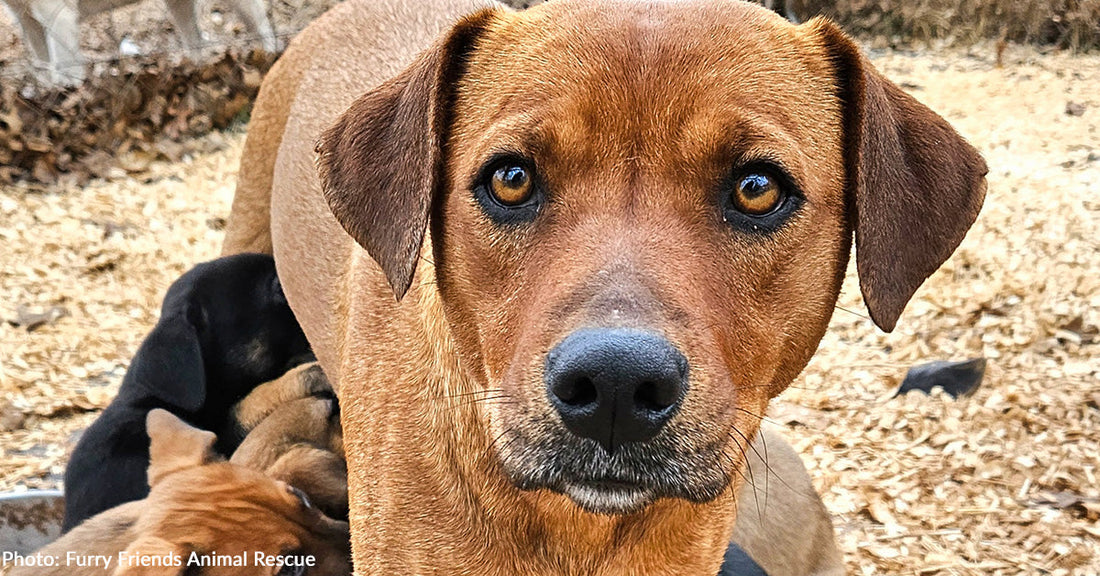 Abandoned Mama Dog and Newborn Puppies Found by Schoolchildren in Woods