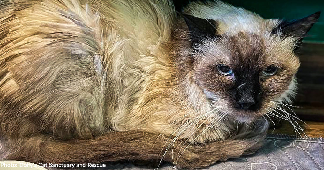 Severely Neglected Cat Struggling to Walk and Eat Finally Gets Care He Needs