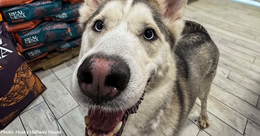 Neglected Husky Rescued Just in Time from Overcrowded Holding Pen
