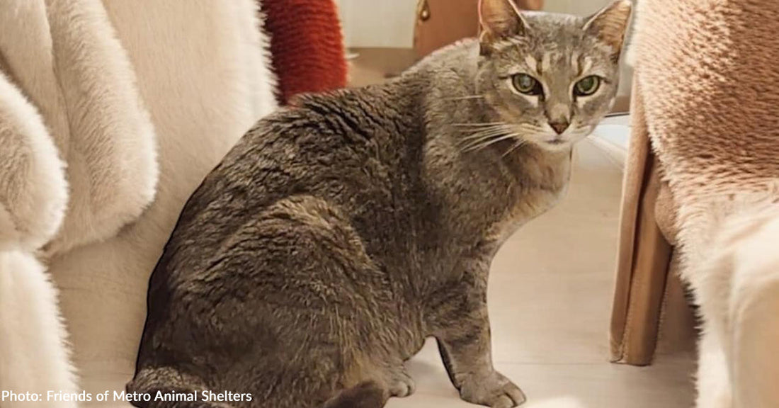 Stray Cat Missing Most of Her Teeth Finally Has a Full Belly, Thanks to Your Donations