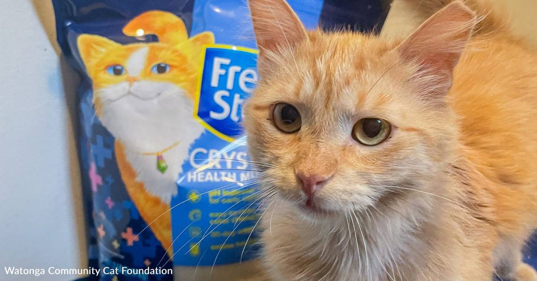 Deathly Ill Cat Has a Second Chance at Life, Thanks to You