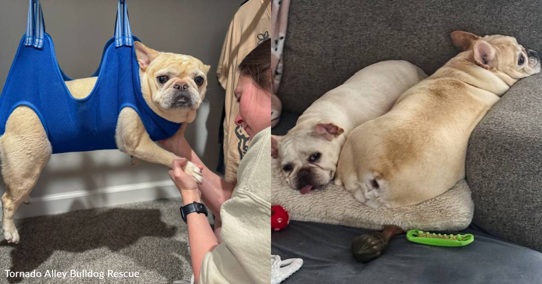 You're Helping Provide Happy Remaining Days to a Pup on Hospice Care