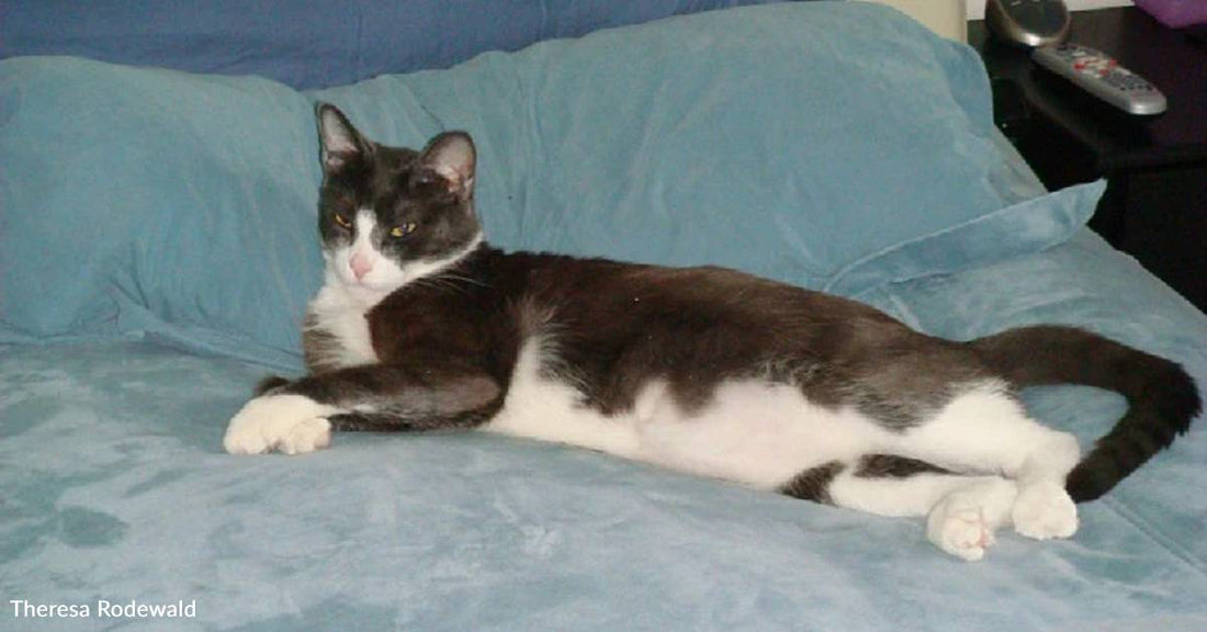 Rescue Cat Chooses His Person By Grabbing Her By Her Ears, Licking Her