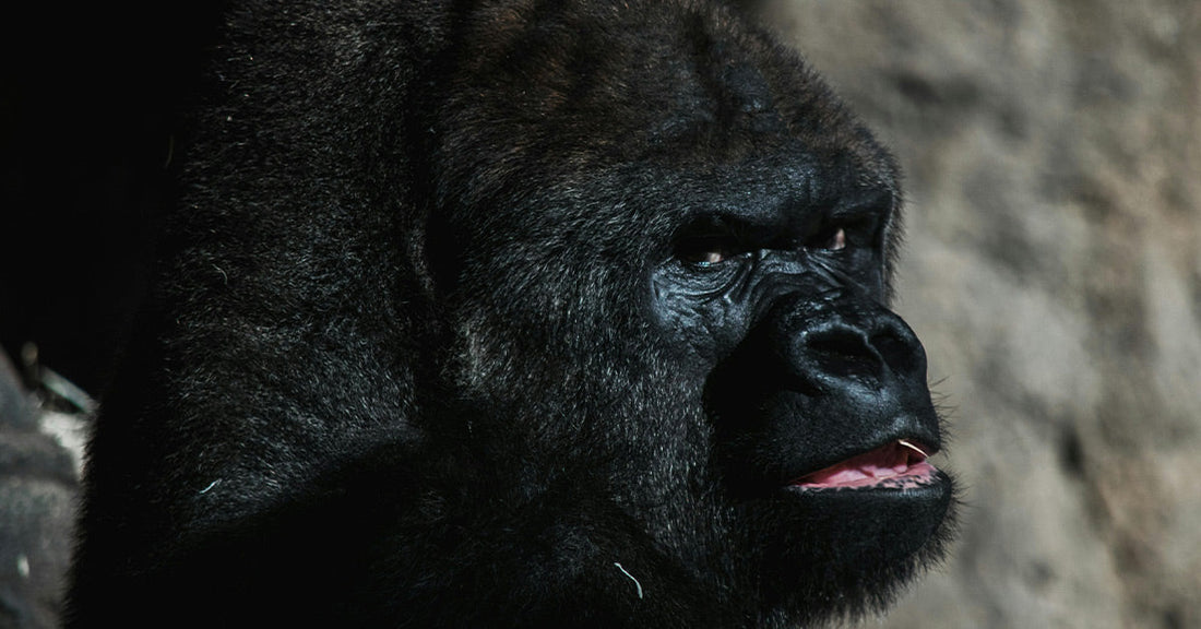 Close-up of a gorilla with dark fur sitting in shadow, mouth slightly open, showing a hint of teeth and an intense expression.