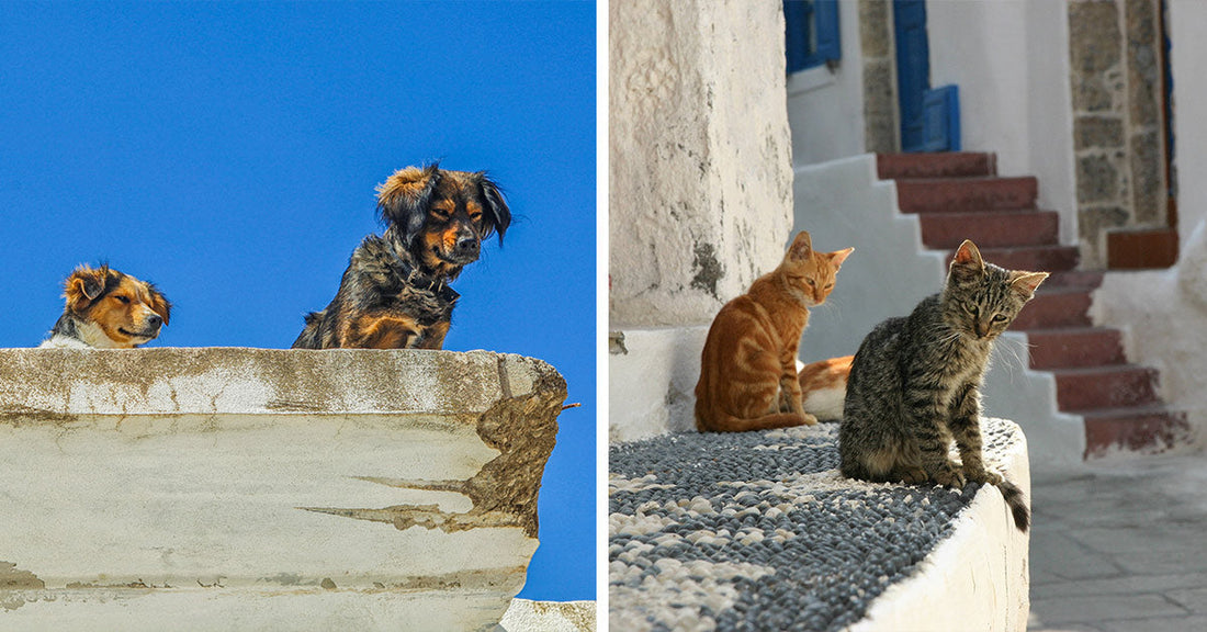Split image of rooftop dogs on the left and two cats sitting in a quiet whitewashed alley on the right.
