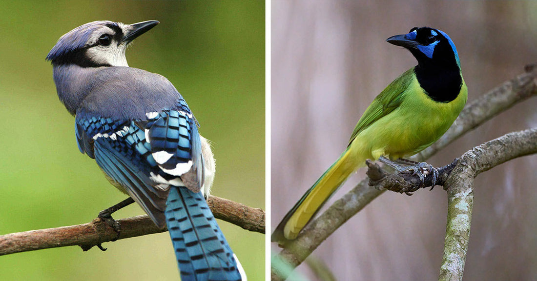 Side-by-side comparison: left shows a vibrant blue jay with patterned feathers, right shows a green jay with green body and blue-black head.