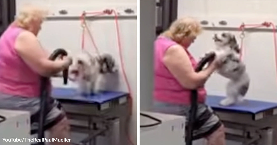 Split image showing a person blow-drying a small white-and-gray dog on a grooming table, with the dog standing normally on the left and upright on its hind legs on the right.