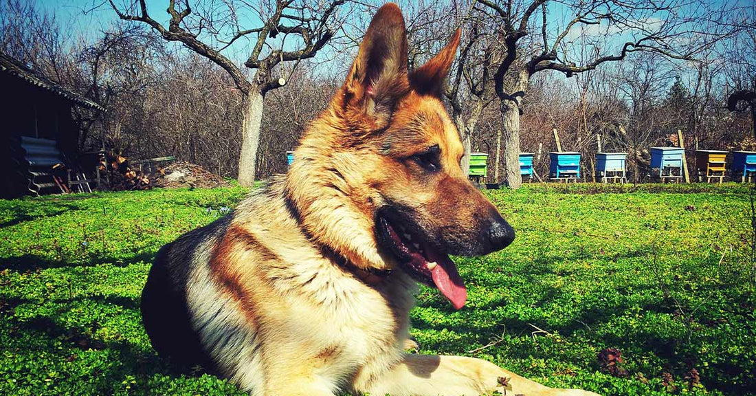 Hazel the German Shepherd’s Viral Reaction to a Harmless Prank