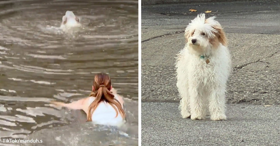 Split image showing a person swimming toward a small white dog in floodwater on the left and the wet dog standing safely on pavement on the right.