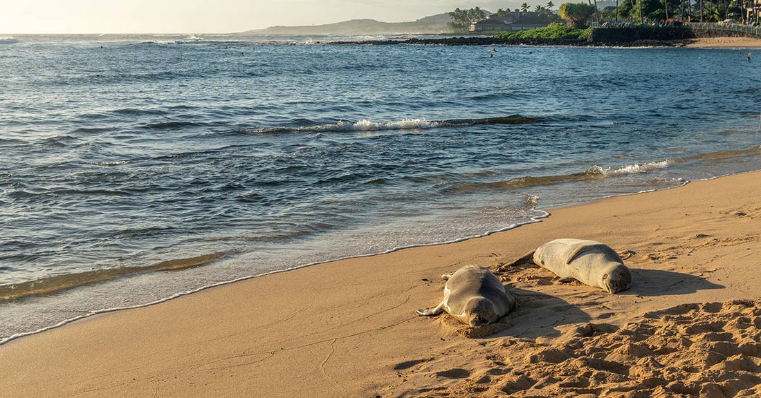 Harbor seals rest on a quiet sandy beach beside calm ocean water, with palm trees, distant shoreline, and soft evening light in the background.