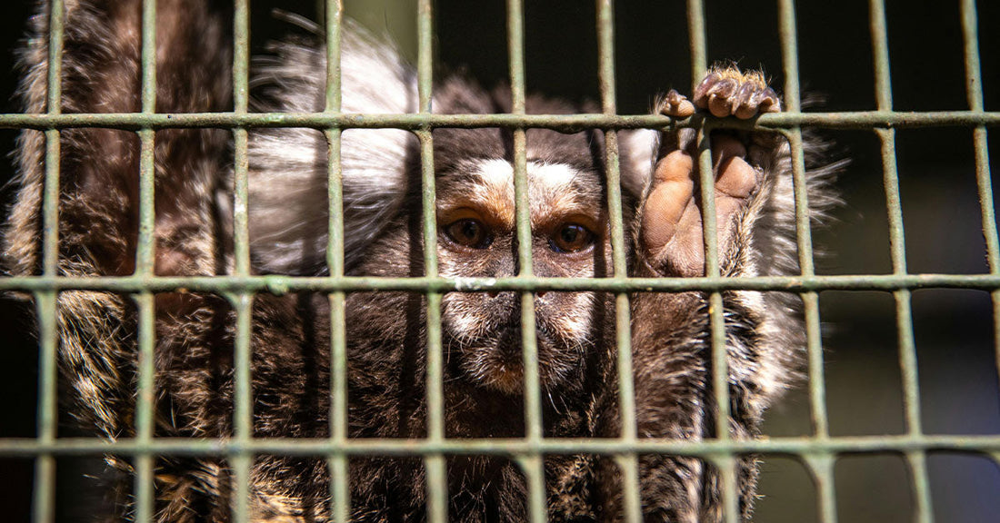 Harvard Researchers Prepare to Kill 1,500 Rhesus Macaques as Lab Funding Disappears