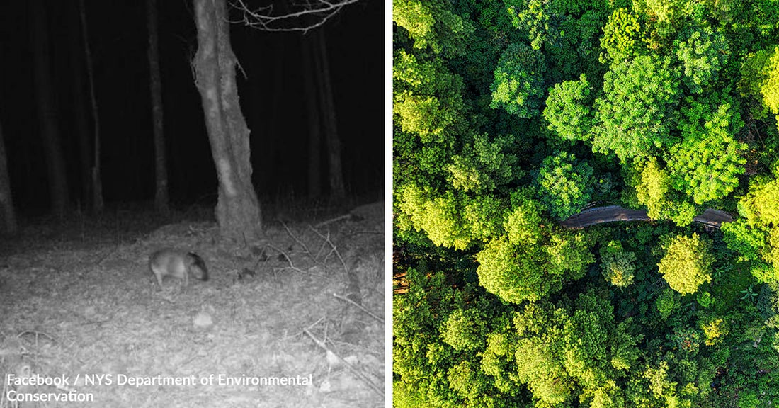 Headless Mystery Animal Caught On New York Trail Camera Baffles Viewers