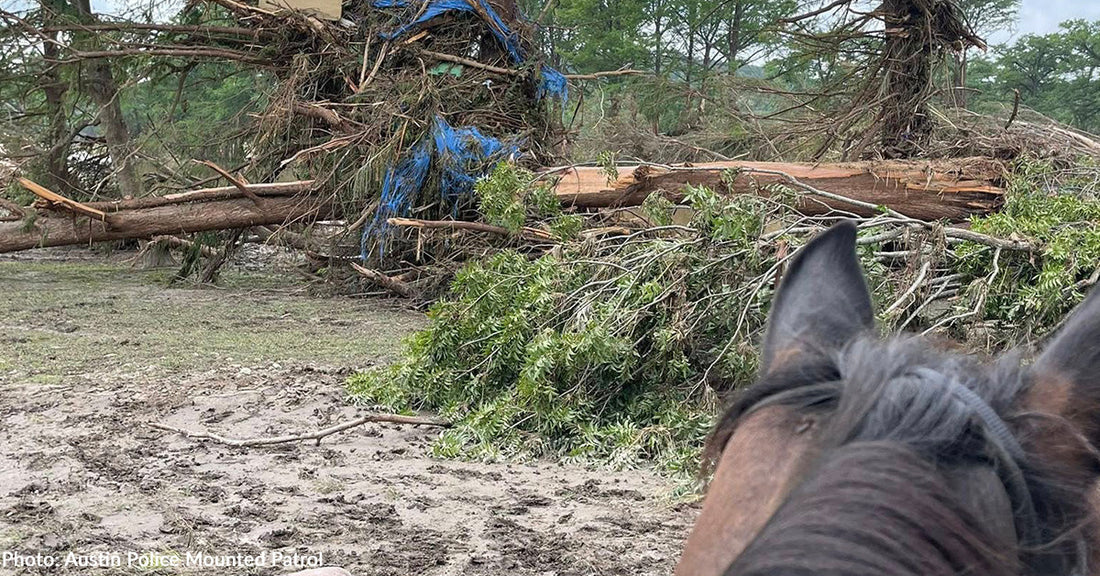Horses and Dogs Join the Search for Missing People After Deadly Texas Flooding