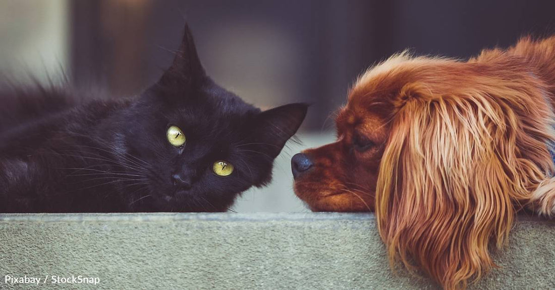 How to Help Your Dog and Cat Get Along