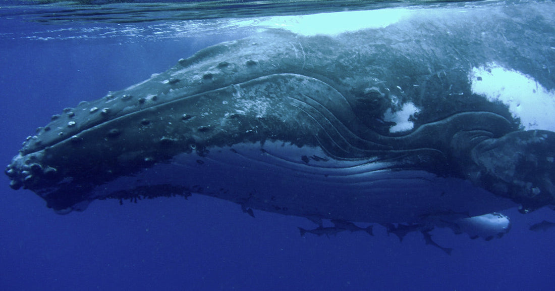 Humpback whale swimming underwater in deep blue water, with small fish visible beneath its body.