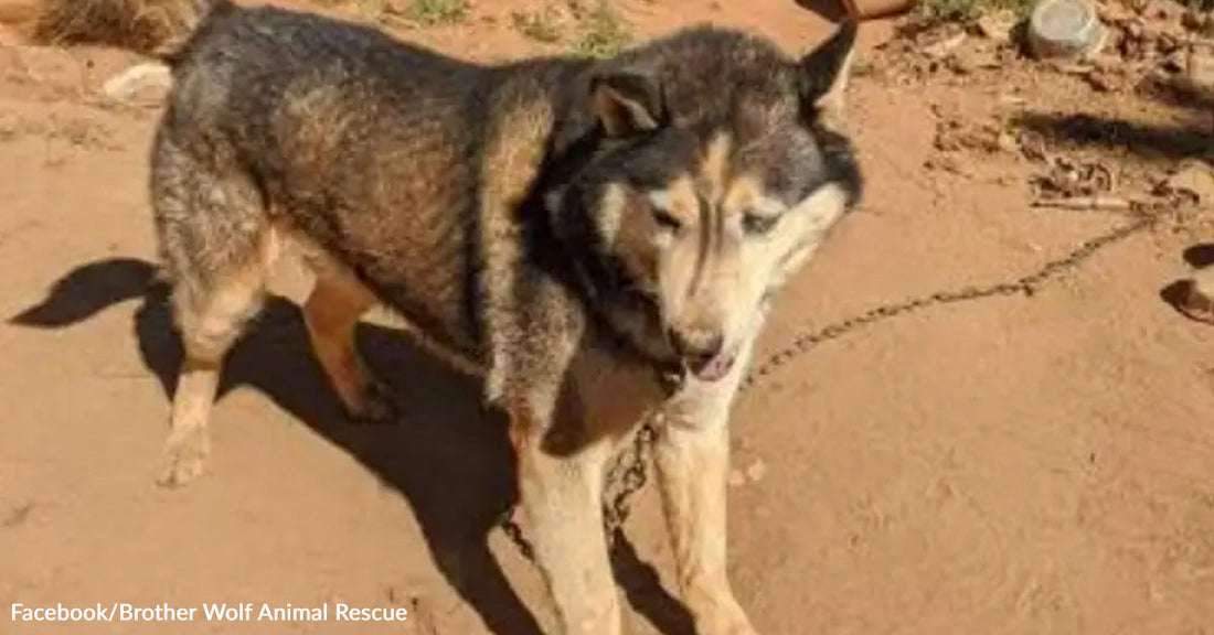 Husky Left Tied Up Without Shelter Finds Love and New Beginning