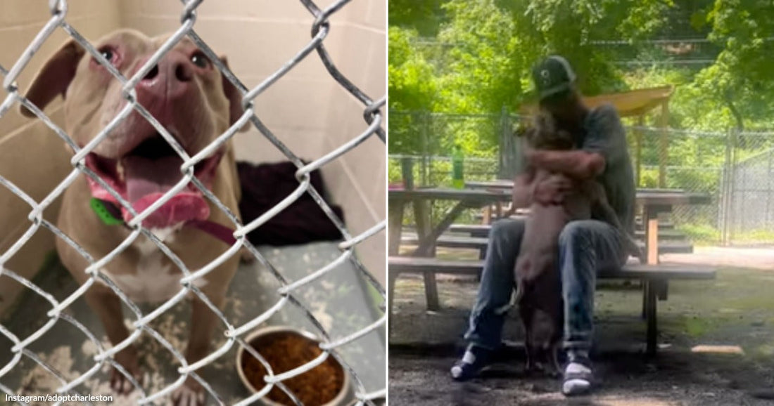 On the left, a tan dog looks up eagerly behind chain-link shelter fencing; on the right, a man in a cap hugs the same dog on an outdoor bench.
