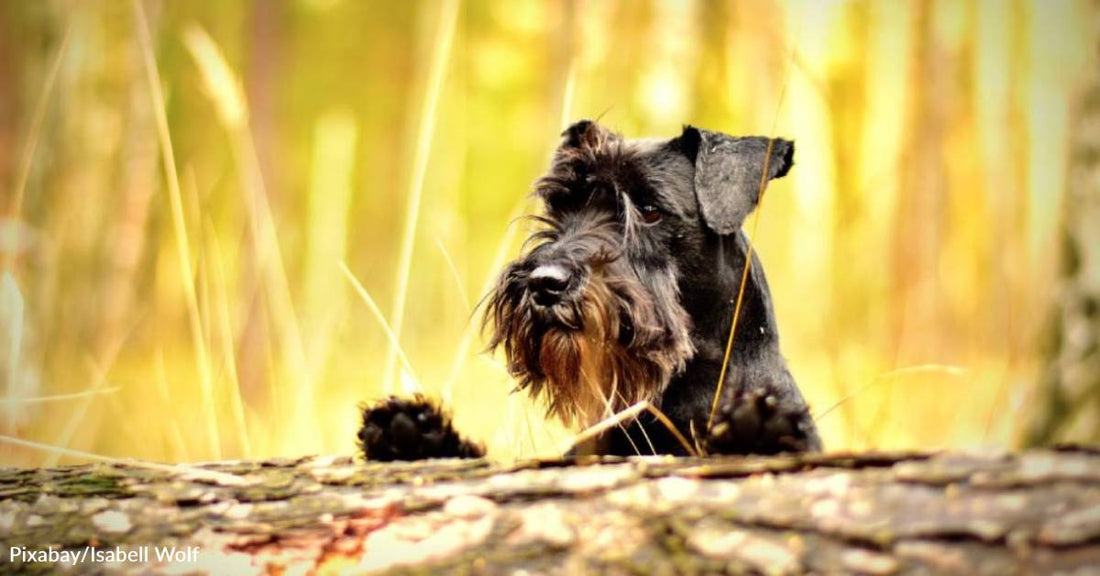Senior Dog Abandoned For A Baby Finds The Love He Waited Eight Years For