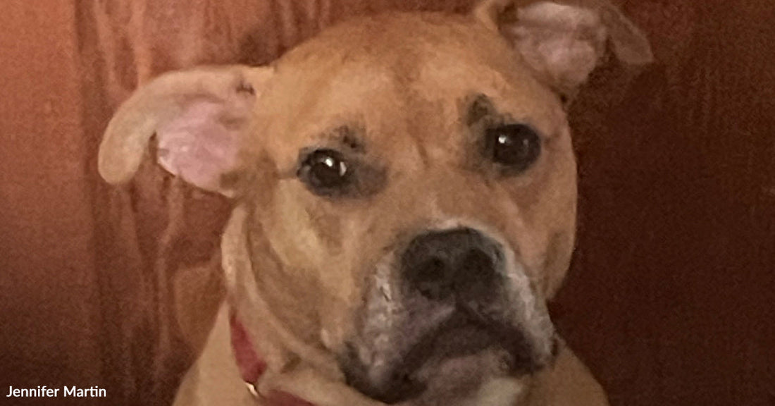 Close-up of a tan mixed-breed dog with floppy ears and dark, expressive eyes, wearing a red collar and looking directly at the camera.