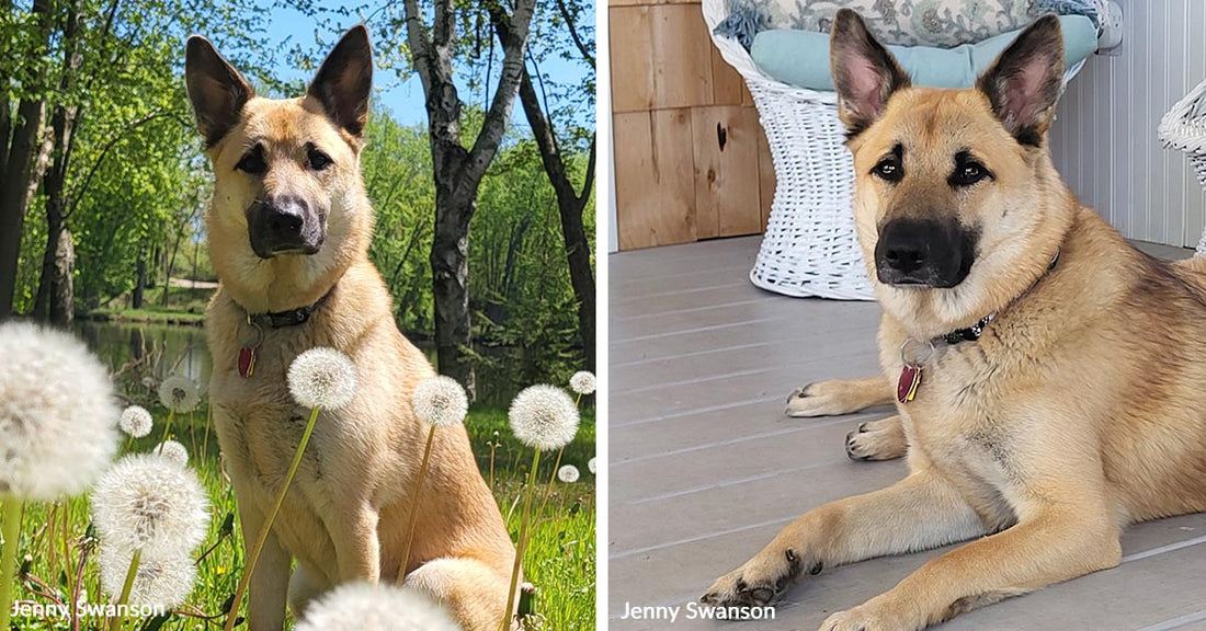 Grieving Pet Owner Battles Corporate Vet Chain After Routine Spay Leads To Death